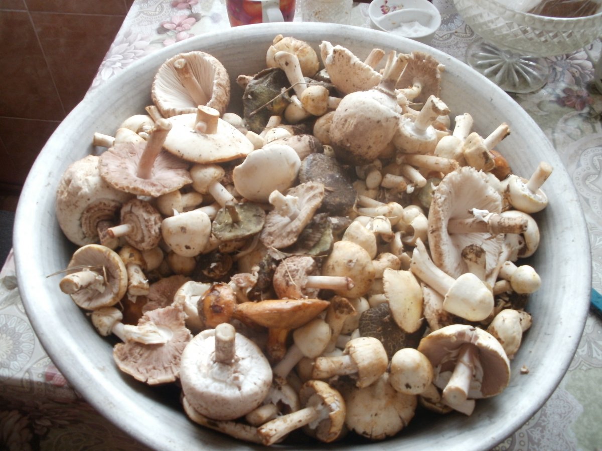 P9190438.JPG