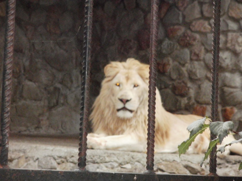 PA100334.JPG