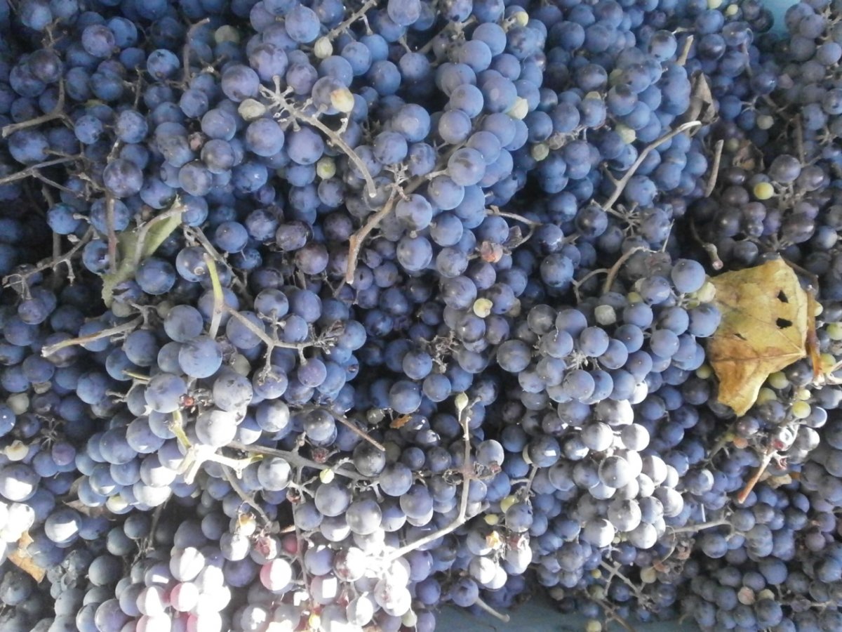 PA210007.JPG
