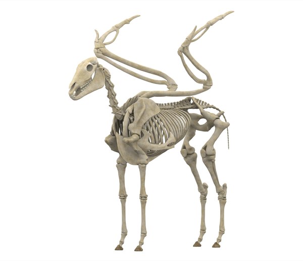 pegasus_skeleton.jpg