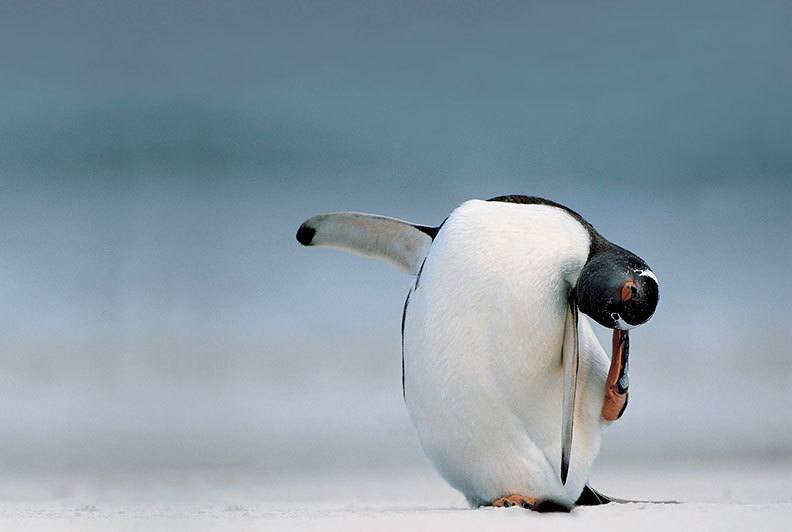 penguin-facts-odd.jpg
