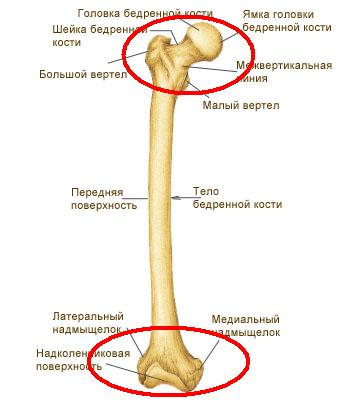 Что находится внутри бедренной кости