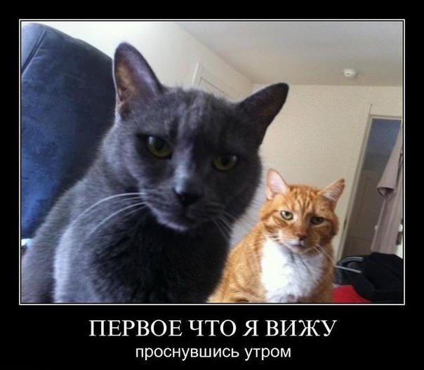 pervoe-chto-vizhu-utrom.jpg