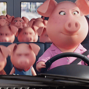 pig3.gif