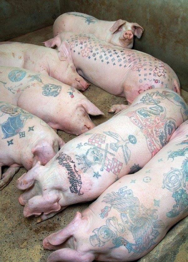 pigs.jpg