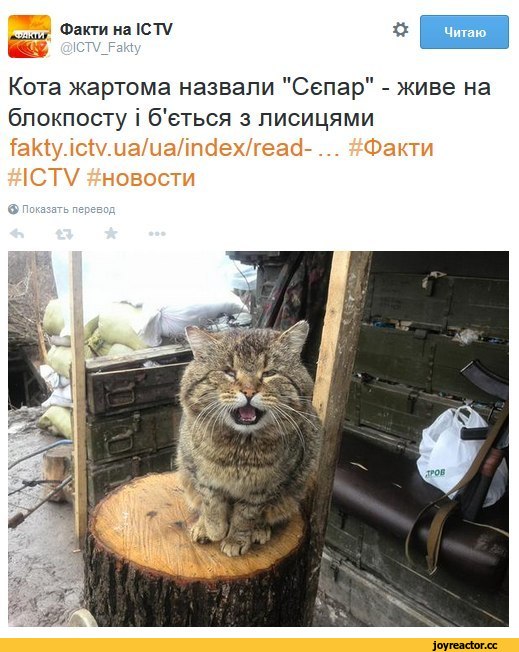 Пятничный-вечер-на-СС№-Сало-с-№востями-разное-котэ-1730493.jpeg