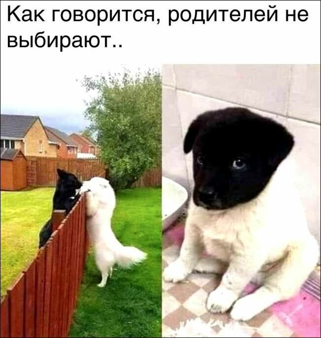 prikolnie-kartinki.jpg