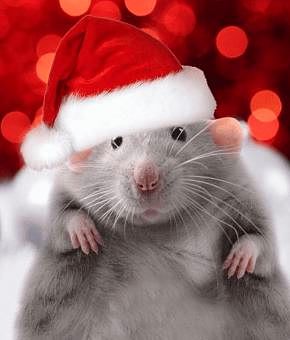 rattaa20.jpg
