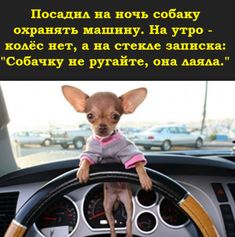 Ребята, у нашей секретарши Машки Селезневой прибавление в семействе.jpeg