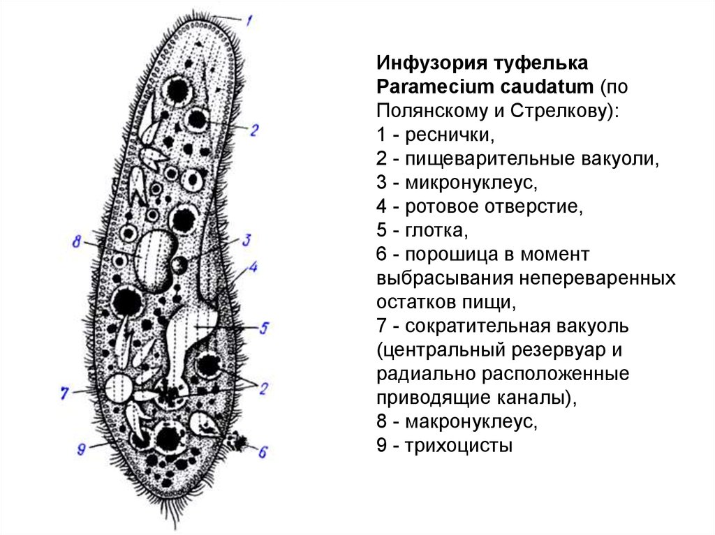 ру.jpg