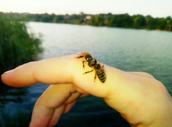 S00605-пчелы.jpg