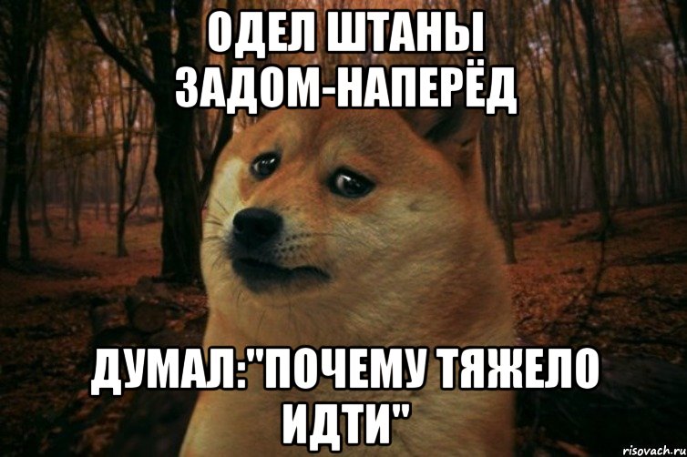 saddoge_52299294_orig_.jpeg