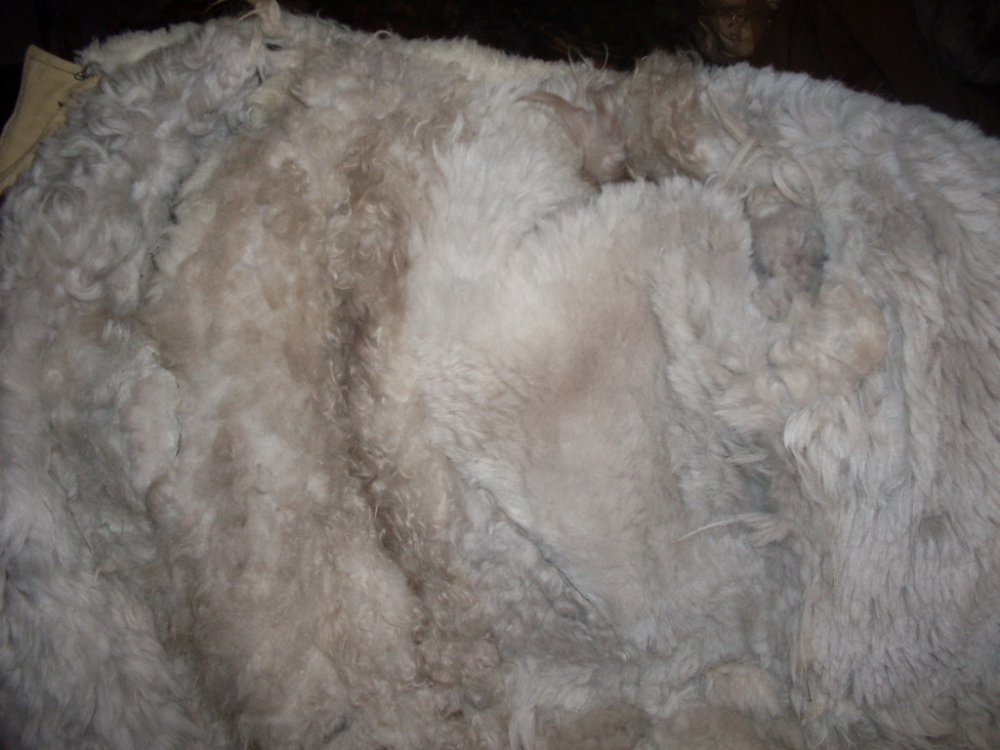 SDC13349.JPG