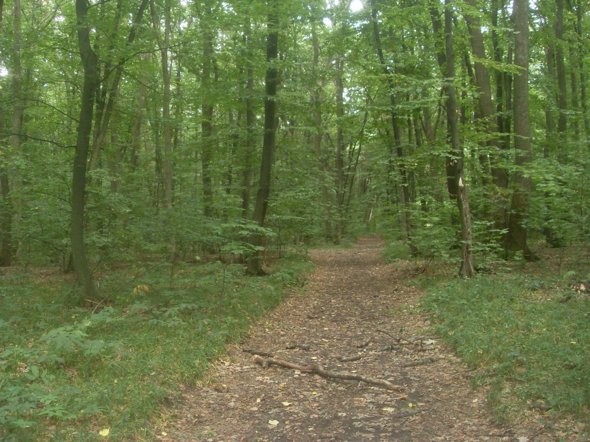 SDC15317.JPG