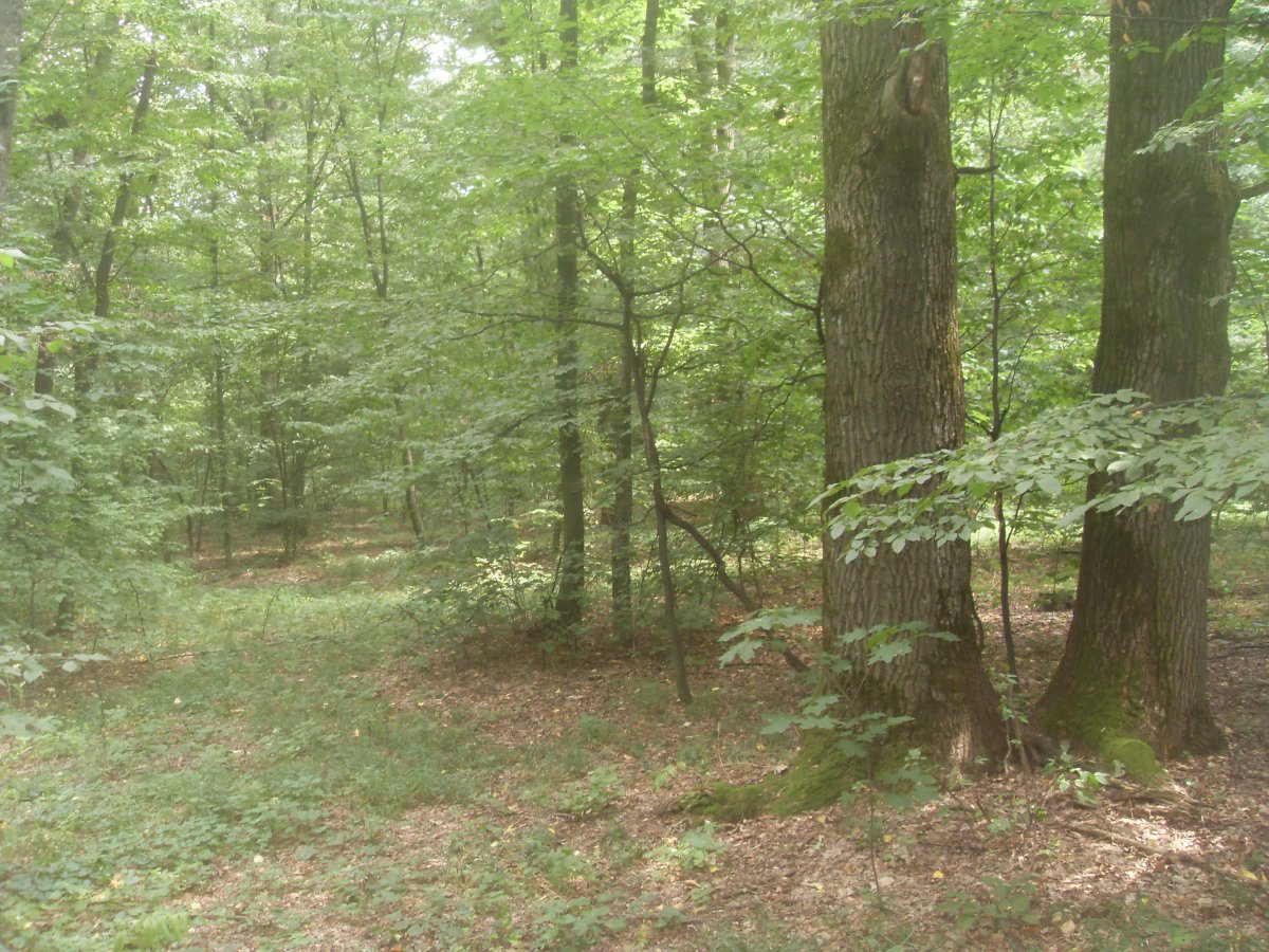 SDC15345.JPG