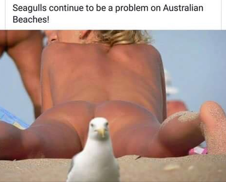 Seagulls continue to be a problem on Australian beaches.png