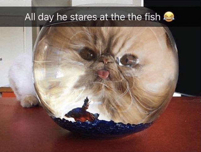 shoe-all-day-he-stares-at-fish_05_21_2020-640x484.jpg