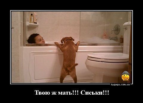 сисс.jpeg