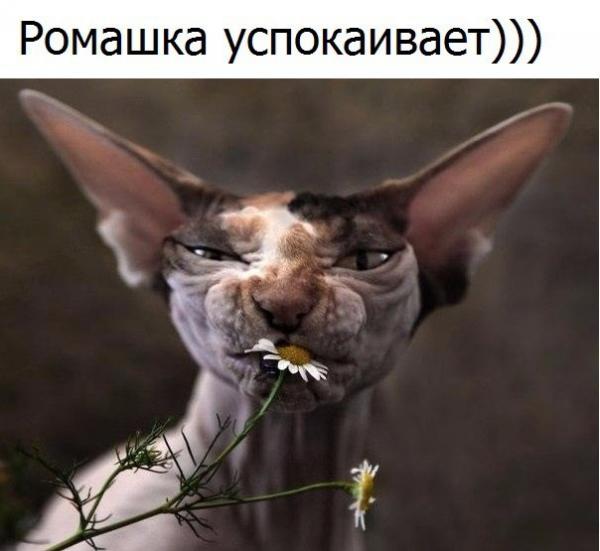 smeshnie_kartinki_153360000918.jpg