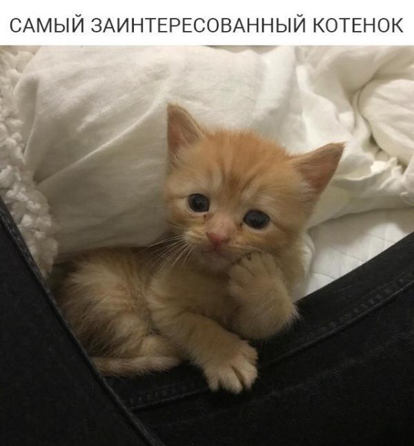 smeshnie_kartinki_153360307794.jpg