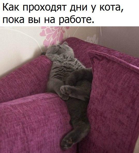 smeshnie_kartinki_153361715541.jpg
