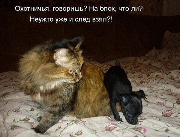 Smeshnye-koshki-i-sobaki-foto-s-nadpisyami-do-slez-8-600x458.jpg