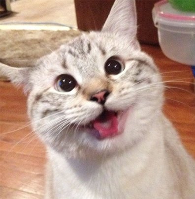 smiling-cat-7.jpg