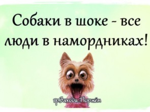 соб.jpg