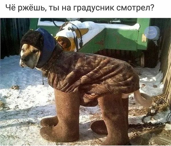 соб.jpg