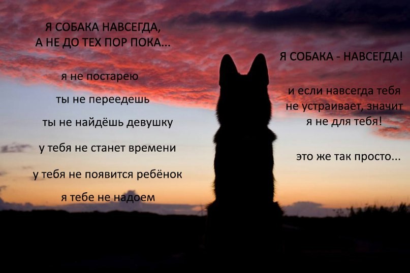 Собака навсегда.jpg