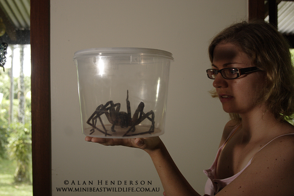 Spider in container.jpg