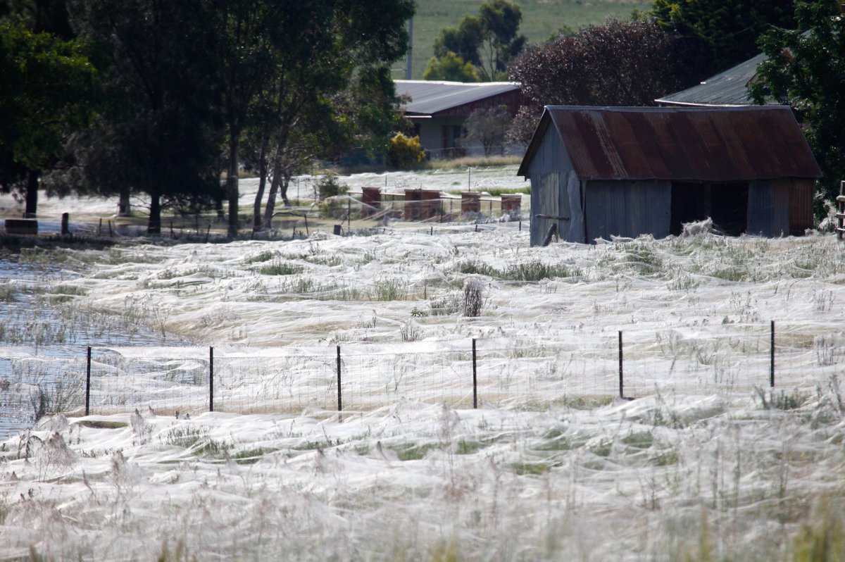 spiderweb2012.jpg