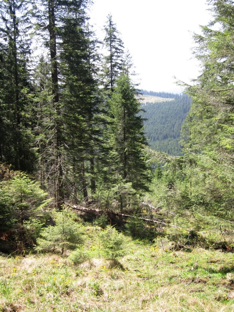 стайки2013 033.jpg