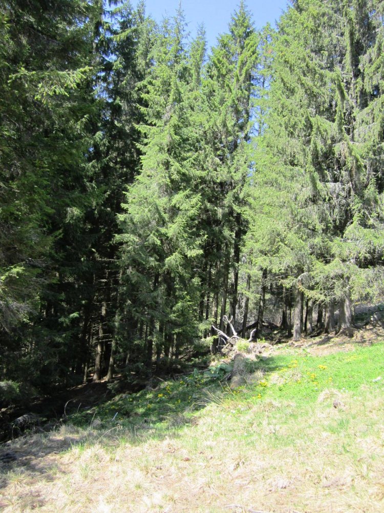 стайки2013 037.jpg