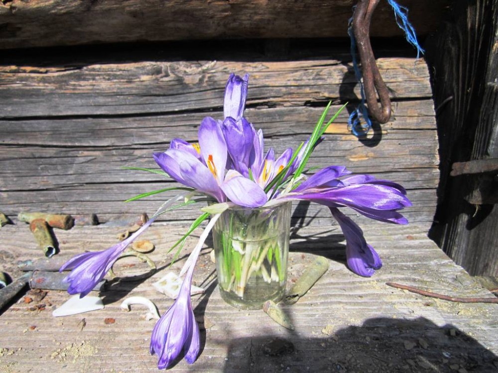 стайки2013 061.jpg