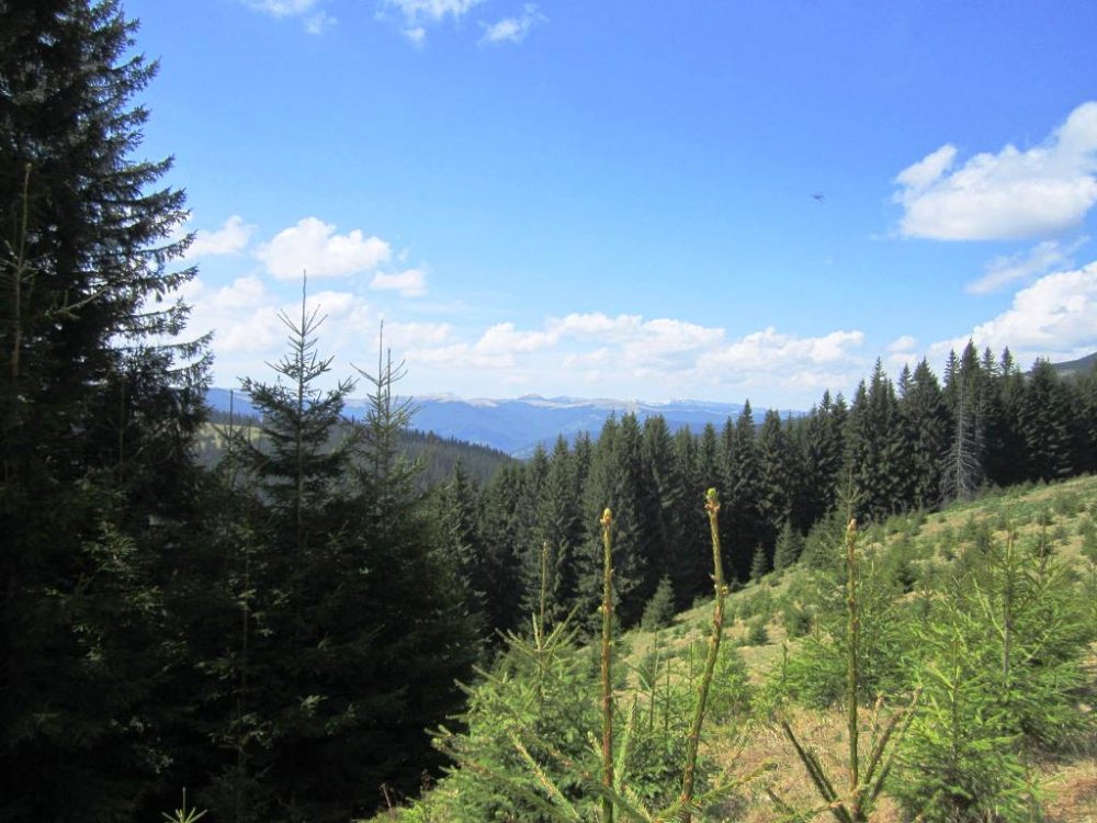стайки2013 072.jpg