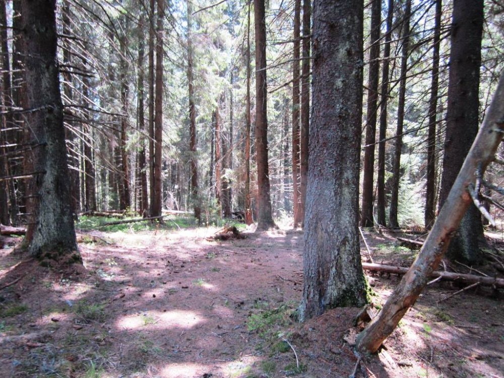 стайки2013 074.jpg