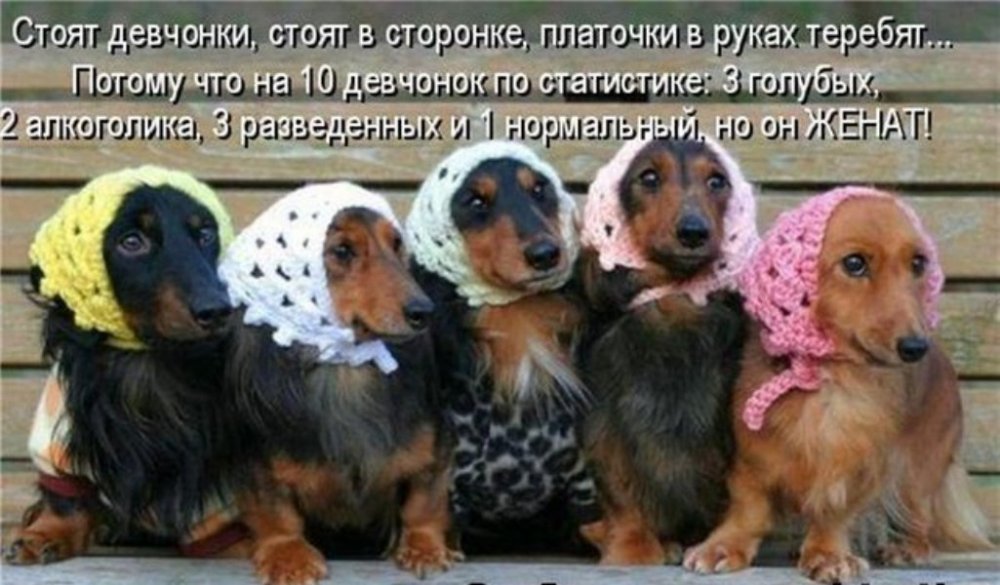 Таксы девочки.jpg