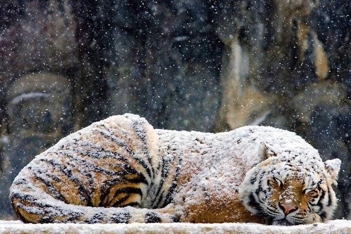 tiger.jpeg