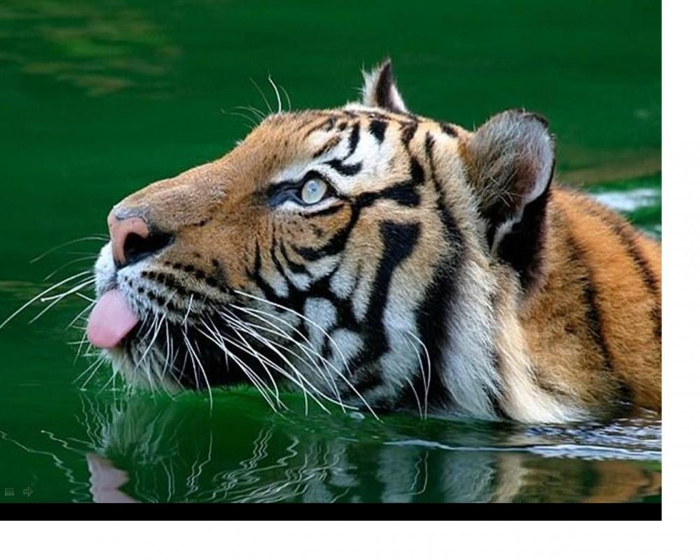 tiger-swimming-majestic-stipes-12-1280x1024.jpg
