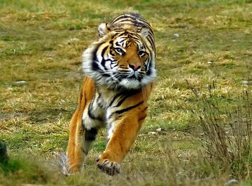 Tigr-24.jpg