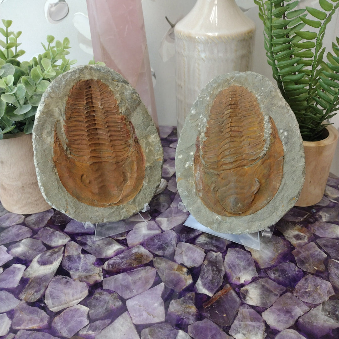 Trilobite-Fossil-Pair-Large-5-x-6-x-1_3_1080x.jpg