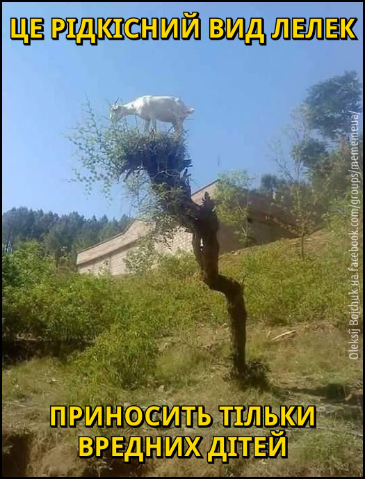 tsap-leleka.jpg