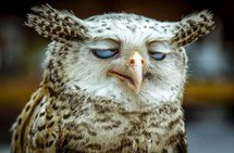 unamused-owl-humor-kooky-Favim.com-4257549.jpeg