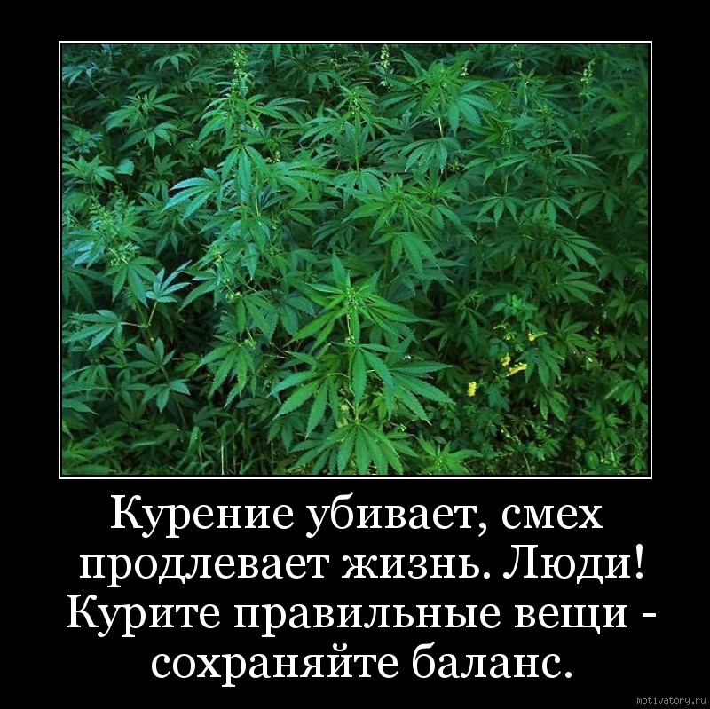 статус про марихуаны статус про марихуаны