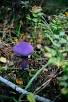 upload_2018-2-7_14-46-57.jpeg