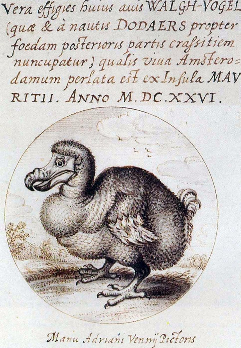 Van_den_Venne_dodo.jpg