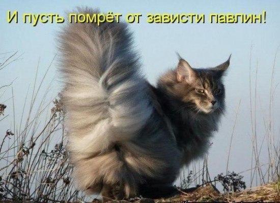 vk.com-Odalhr-qttU.jpg