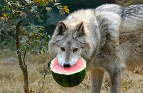 volk-vegetarianec-list.jpg