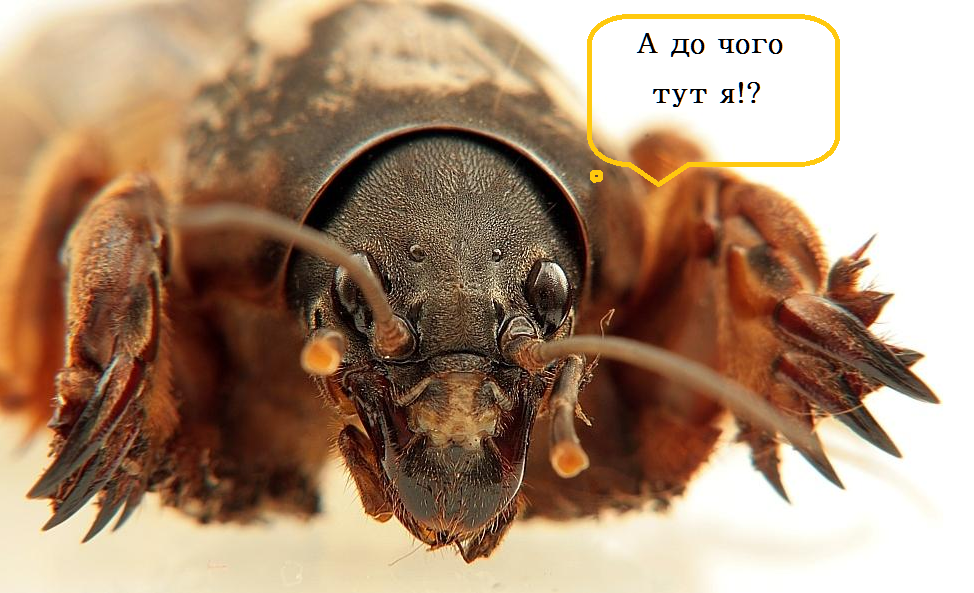 вовчок.png